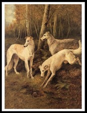 BORZOI DOGS HUNT RABBIT