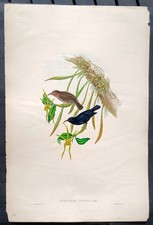 John Gould Uccelli Ornitologia
