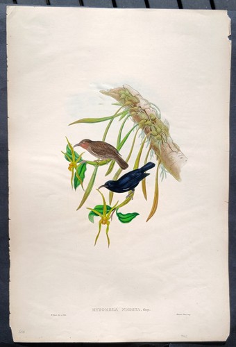 John gould uccelli ornitologia - gould,