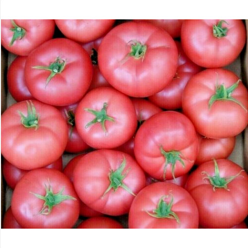 Pomodoro rosa carnoso - rosa, semi