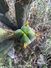 4 Winds bridgesii 40 cm