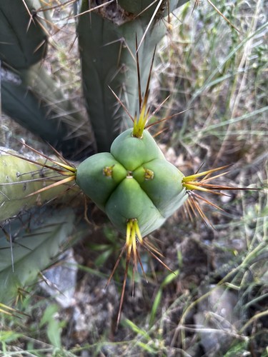 Winds bridgesii cm - 4, 40