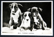 BULL TERRIER PUPPIES   Vintage