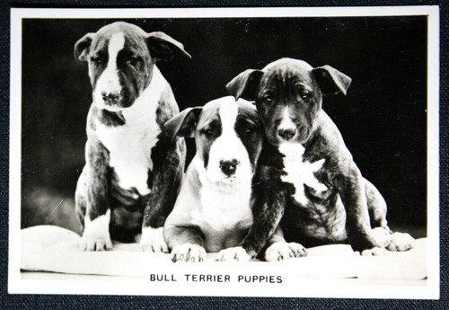 Bull terrier puppies vintage - ,
