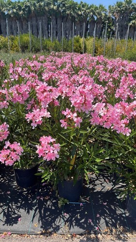 Oleandro nerium rosa - oleandro, da