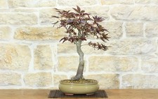 Bonsai di Acero Palmato