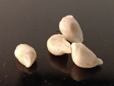 Semi Di Mapo Citrus × tangelo