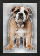 Bulldog inglese cucciolo 2 un