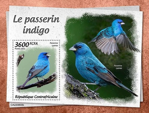 Indigo bunting cardinal - bunting,