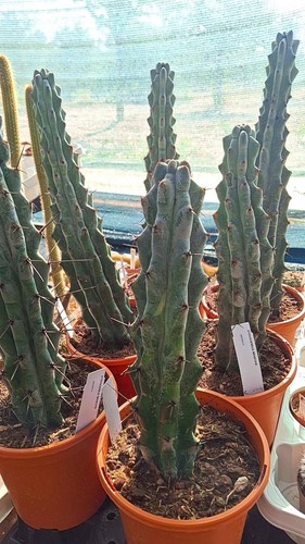 Stenocereus beneckei - stenocereus,