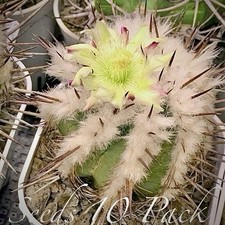 (10) Pack RARE SEEDS Copiapoa