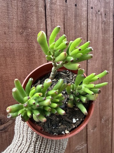 Grassula ovata gollum - grassula,