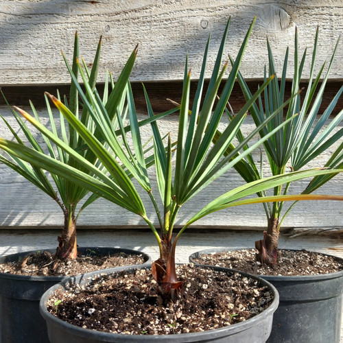 Chamaerops humilis cerifera