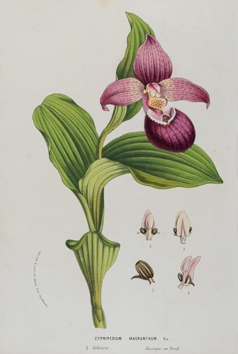 Orchidea cypripedium - orchidea,