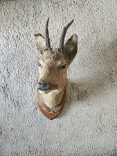 Testa di capriolo imbalsamata (tassidermia) — oggetto decorativo da parete