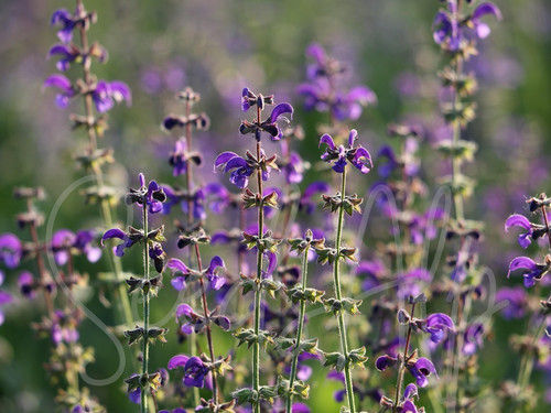 1000 semi salvia comune - 1000,