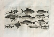 Africa Capo Verde Luna-Pesce