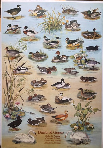 Anatre oche raro poster - anatre,
