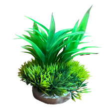 Nobleza Pianta per Acquario