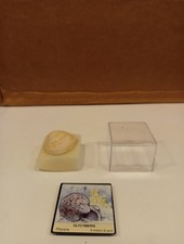 Fossile glycymeris pilocene - glycymeris,