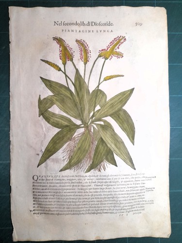 Mattioli matthioli erbario - mattioli,