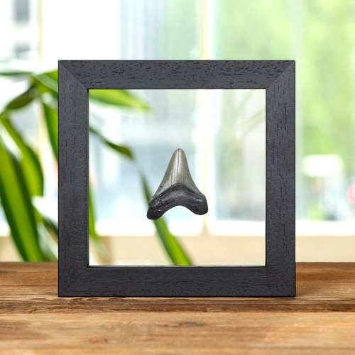 Taxidermy small megalodon - taxidermy,
