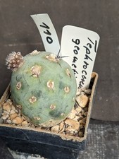 Tephrocactus geometricus, vaso