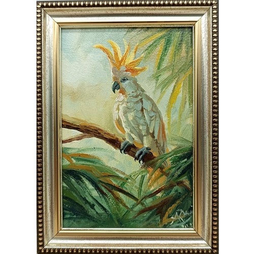 Dipinto olio originale cacatua