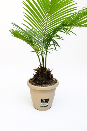 Pianta cycas revoluta - cycas,