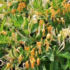 2 PIANTE LONICERA CAPRIFOLIUM CAPRIFOGLIO NETTARIFERA NUTRICE LIMENITIS