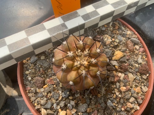 126 copiapoa cinerea ssp - 126,