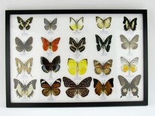 20 Farfalle splendidamente