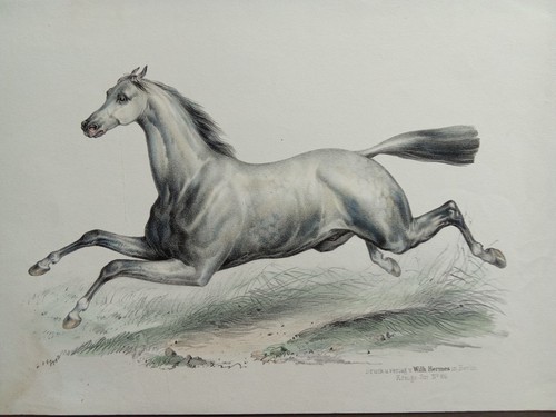 Antica litografia cavallo - antica,