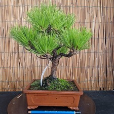 Bonsai di Pino Thumberjii h 38