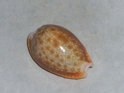 Cypraea helvola argella - helvola,