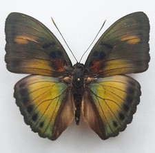 Euphaedra themis CAMERÚN