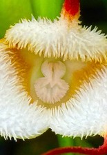 Dracula Species Saulii pianta