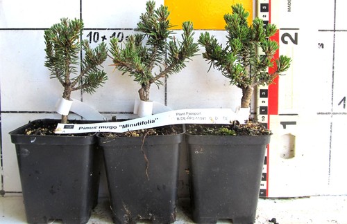 Pinus mugo minutifolia - pinus,