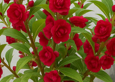 30 Semi Balsamina  BALCONE