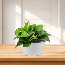  Vaso Da Fiori in Resina Di