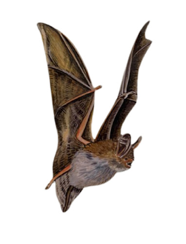 Magnete per pipistrelli - , di