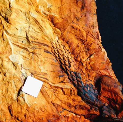 Ramoscello licopode fossile - , 3d