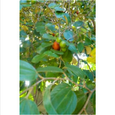 10 semi di giuggiola indiana Ziziphus mauritiana + regalo 