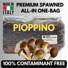 Pre-Inoculata Pioppino