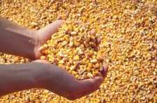 MANGIME PER POLLI, GALLINE