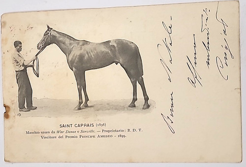 1902 ippica cavallo saint - -,