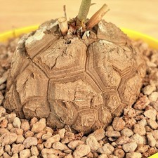 Dioscorea elephantipes ,  pot