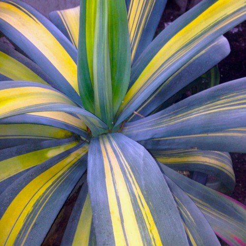 Agave weberi striata - agave,