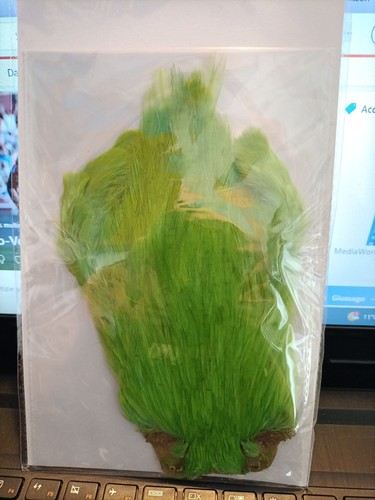 Collo gallo chartreuse - gallo, dyed