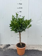 Pianta di Mandarino Tachibana